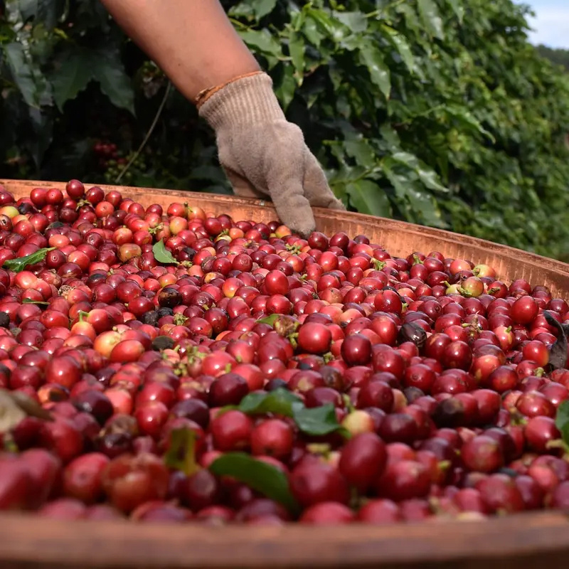 Káva Brazílie - Sancoffee - na espresso | Lázeňská káva
